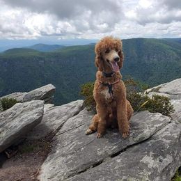 Poodle All Grown Up from Sonshine Retreat Poodles