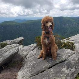 Poodle All Grown Up from Sonshine Retreat Poodles