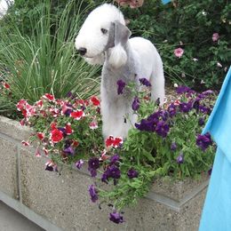 Bedlington Terrier All Grown Up from LAMZ Bedlington Terriers