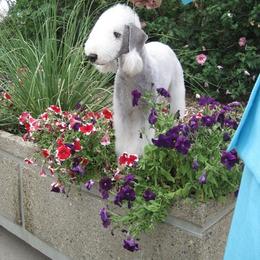 Bedlington Terrier All Grown Up from LAMZ Bedlington Terriers