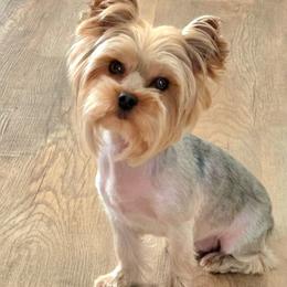 Vita - Blue and gold female Yorkshire Terrier puppy in Battle Ground, Washington from Joyful Yorkies