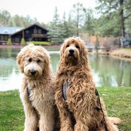 Bernedoodle, Goldendoodle, and Aussiedoodle All Grown Up from Arizona Goldendoodles