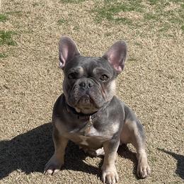 Lila - French Bulldog