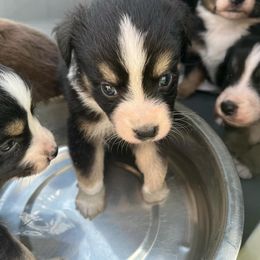 Miniature Australian Shepherd and Toy Australian Shepherd Puppies from Michael Petrasek