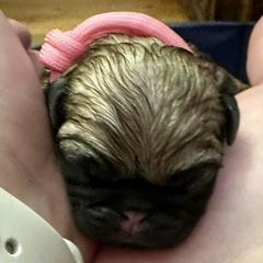 Girl 1 - Pug puppy from Sunshine Pugs