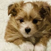 Dieter - Red Mi-Ki puppy in Florence, Colorado from Schatzi Mi-Kis