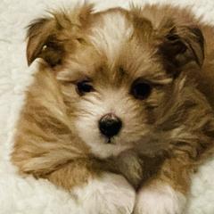 Dieter - Red Mi-Ki puppy in Florence, Colorado from Schatzi Mi-Kis