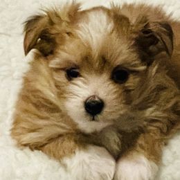Dieter - Red Mi-Ki puppy in Florence, Colorado from Schatzi Mi-Kis