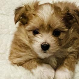 Dieter - Red Mi-Ki puppy in Florence, Colorado from Schatzi Mi-Kis