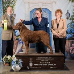 Evan - Chesapeake Bay Retriever