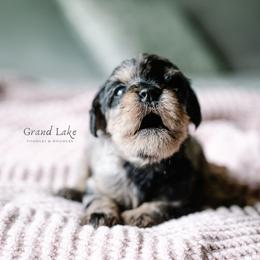 Sovereignty - Merle female Schnoodle puppy in Grove, Oklahoma from Grand Lake Poodles & Doodles