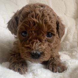 Sybil - Red female Cavapoo puppy in Camden, Michigan from Pawfect Companions