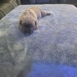 Blue fawn 1 - Gray and fawn male Cane Corso puppy in Jacksonville, Florida from Fleming Cane Corso's