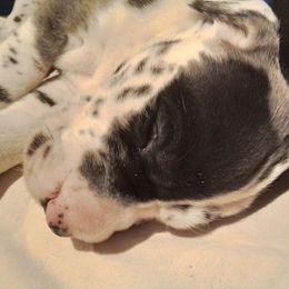 Great Dane Puppies from Waldhaus