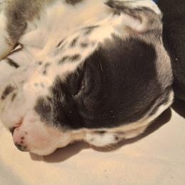 Great Dane Puppies from Waldhaus