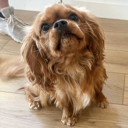 Legend - Cavalier King Charles Spaniel