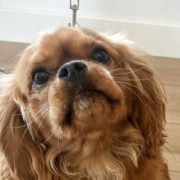 Legend - Cavalier King Charles Spaniel