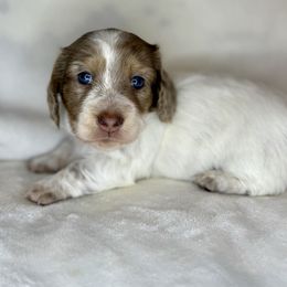 Red collar - Dapple female Dachshund puppy in Burgettstown, Pennsylvania from Meaden’s Mini Dachshunds