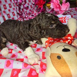 Dark pink - Brown and white female Bernedoodle puppy in Mckenzie, Tennessee from Small Town Doodles & Poodles