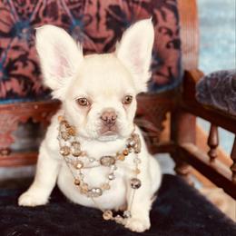 Cream Fluffy - Cream female French Bulldog puppy in Jordan Valley, Oregon from Floating Feather Frenchies
