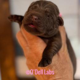 Rowena - Chocolate female Labrador Retriever puppy in Sullivan, Missouri from O’Dell Labs