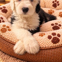 Purple - Gray and white female Old English Sheepdog puppy in Iowa from Midwest Puppy Paws
