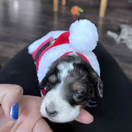 Bernedoodle Puppies from Daisy's Doodles