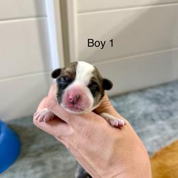 Boy 1 - Red male Pembroke Welsh Corgi puppy in Waverly, Iowa from Kindred Corgis