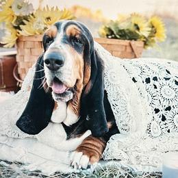 Flossie - Basset Hound