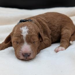 Blue - Red  male Goldendoodle puppy in Midland, North Carolina from Alger Farm, LLC