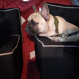 French Bulldog All Grown Up from Le Petite Lion