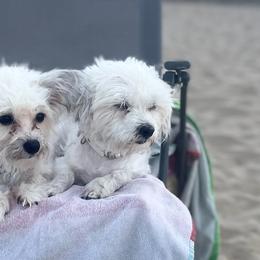 Companion Crosses from Cutest Puppies Ever