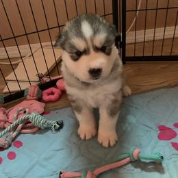 Siberian Husky Puppies from Canace Siberians