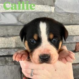 Callie - Black, white and red female Greater Swiss Mountain Dog puppy in Gassaway, West Virginia from Rolling Hills Ranch and Kennels LLC