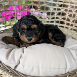 Old Fashioned - Black phantom female Aussiedoodle puppy in Grinnell, Iowa from Rural Iowa Aussies & Doodles