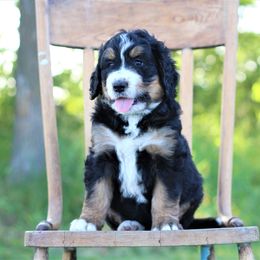 Bernedoodle Puppies from Richardville Hunde