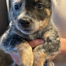 Australian Cattle Dog Puppies from Pointless Acres