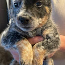 Australian Cattle Dog Puppies from Pointless Acres