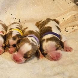 Girl 3 - Blenheim female Cavalier King Charles Spaniel puppy in Castorland, New York from Faithful Friends Cavaliers