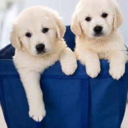 Boy 1 - Light golden male Golden Retriever puppy in Denison, Texas from Blair Family Goldens