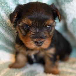Yorkshire Terrier puppies from Our Yorkie and Morkie Puppies of Summerville, South Carolina.