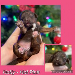 Holly - Hot Pink Collar - Phantom female Goldendoodle puppy in Howard City, Michigan from Doodles and Chaos