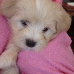 Havana Silk Dog Puppies from BellaLuz Havana Silk Dogs