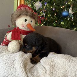 Grey boy - Black and mahogany male Rottweiler puppy in Auburn, California from Vom Haus Flores