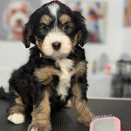 Savannah - purple collar - Tri-color female Bernedoodle puppy in Yuciapa, California from AlltheDoodlez_