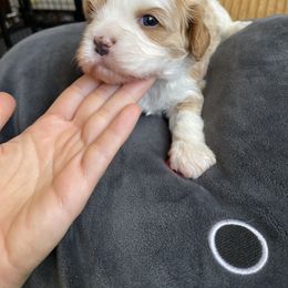 Cavalier King Charles Spaniel and Cavapoo Puppies from Larisa's Cavaliers