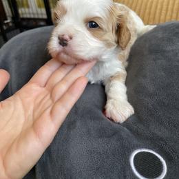 Cavalier King Charles Spaniel and Cavapoo Puppies from Larisa's Cavaliers