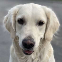 Goldendoodles and Golden Retrievers from Utah Goldens