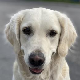 Goldendoodles and Golden Retrievers from Utah Goldens
