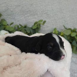 Hershey - Black tri-color female Australian Shepherd puppy in Summerville, South Carolina from Flowertown Aussies